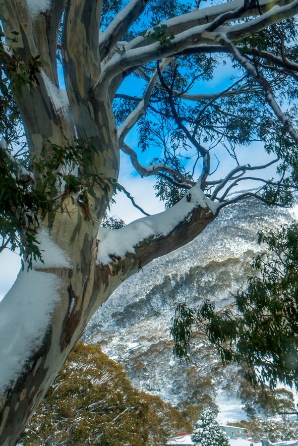 Pure Chalet Thredbo Kültér fotó